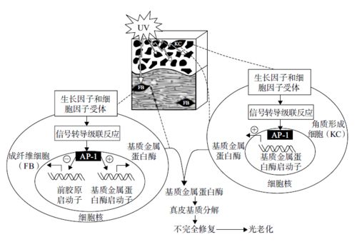 化妆品植物原料在防晒化妆品中的研究与开发