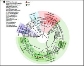肠道微生物如何影响抗癌效果？《自然》子刊联合四十余位科学家揭示关键机制