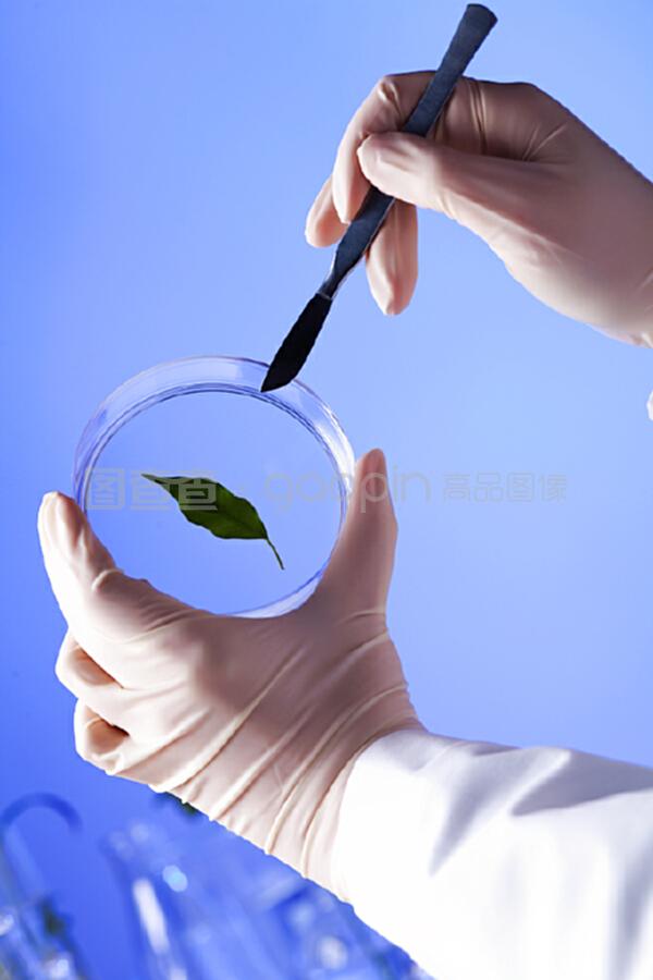 绿色植物在生物学实验室中的多重角色与价值