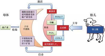 生殖生物学 驱动生命奥秘的自然科学前沿