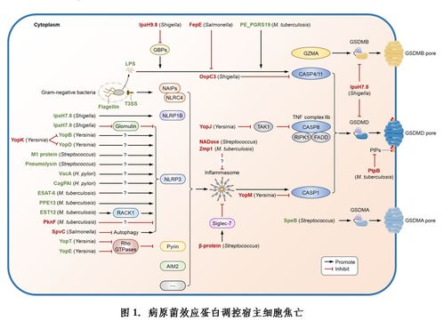 病原菌调控宿主细胞焦亡研究进展综述——微生物所刘翠华团队发表重要成果