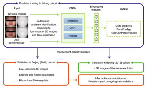 长得着急不能光赖爹妈 中科院科学家开发AI通过脸判断生物年龄